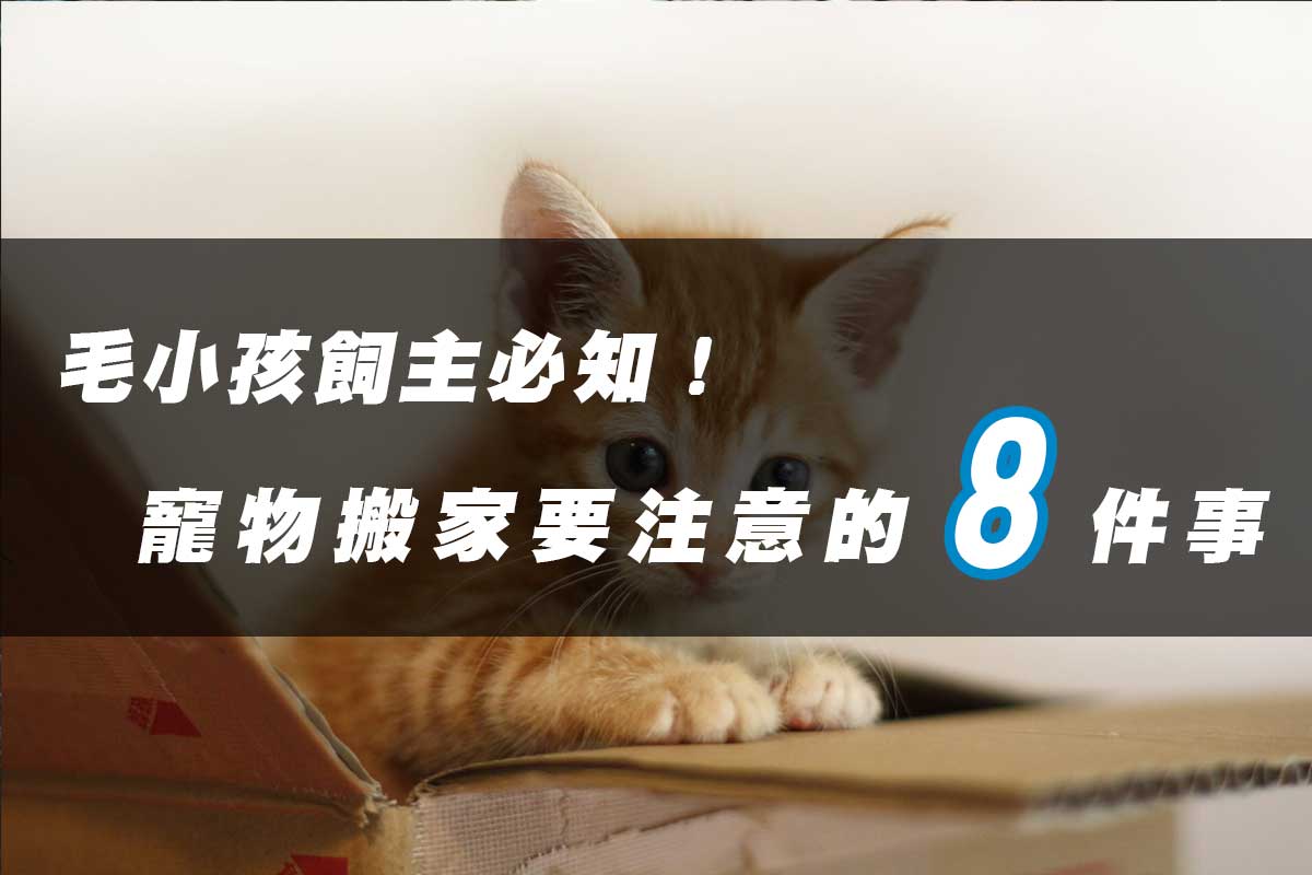 帶寵物搬家要注意的8件事情，安撫情緒很重要！