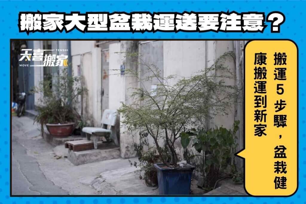 搬家大型盆栽運送要注意？搬運前5步驟，盆栽健康搬運到新家